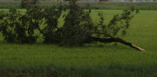 Silny wiatr – straż pożarna podsumowała weekend