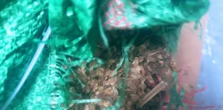 Wspólne działania służb w walce z przestępczością akcyzową 271 234454