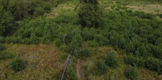 Budowa ścieżki ekologiczno-dydaktycznej w rezerwacie Torfowisko Serafin serafin01