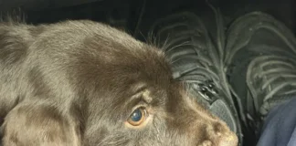 Policjanci z Goworowa uratowali psa 275 239450