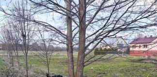 NASTOLATEK UDERZYŁ QUADEM W DRZEWO 275 245932