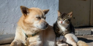 Przyjmowanie wniosków na kastrację, sterylizację, chipowanie psów i kotów wstrzymane pies_i_kot