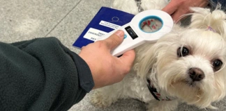 Zagraniczna podróż ze zwierzęciem? Przygotuj się, zanim ruszysz w drogę zdj_2